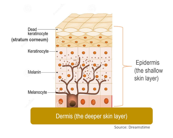 epidermis and dermis