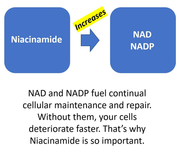 niacinamide converts to nad