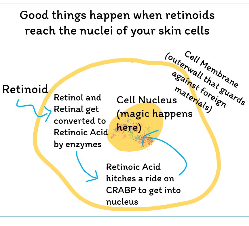 retinoids and crabp