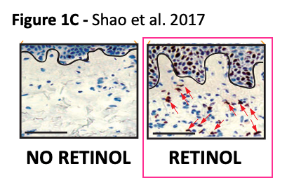 shao 1c