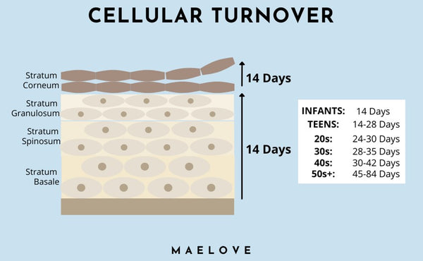 cell turnover at skin