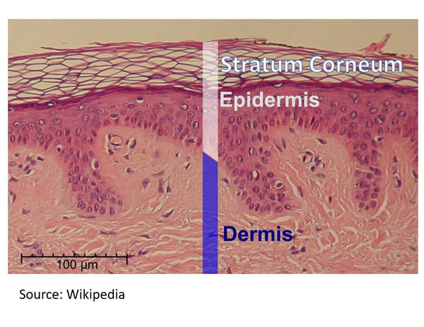 structure of skin