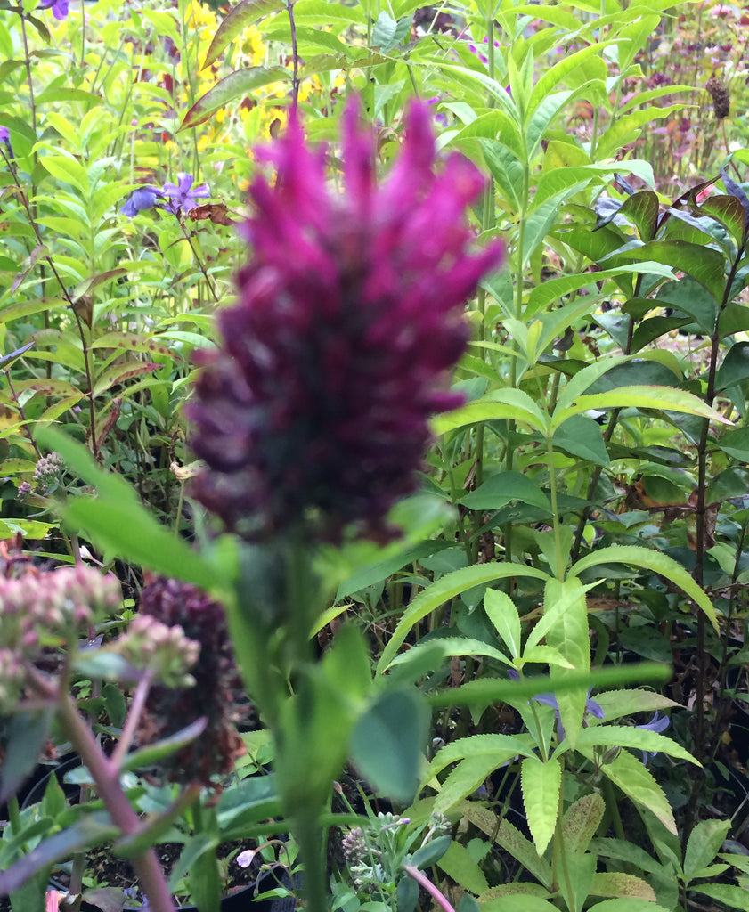 Trifolium rubens – Plants Shoots and Leaves