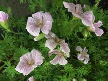 Featured image of post Geranium Sanguineum Pink Pouffe - Plants→geraniums→geranium (geranium sanguineum &#039;pink pouffe&#039;).