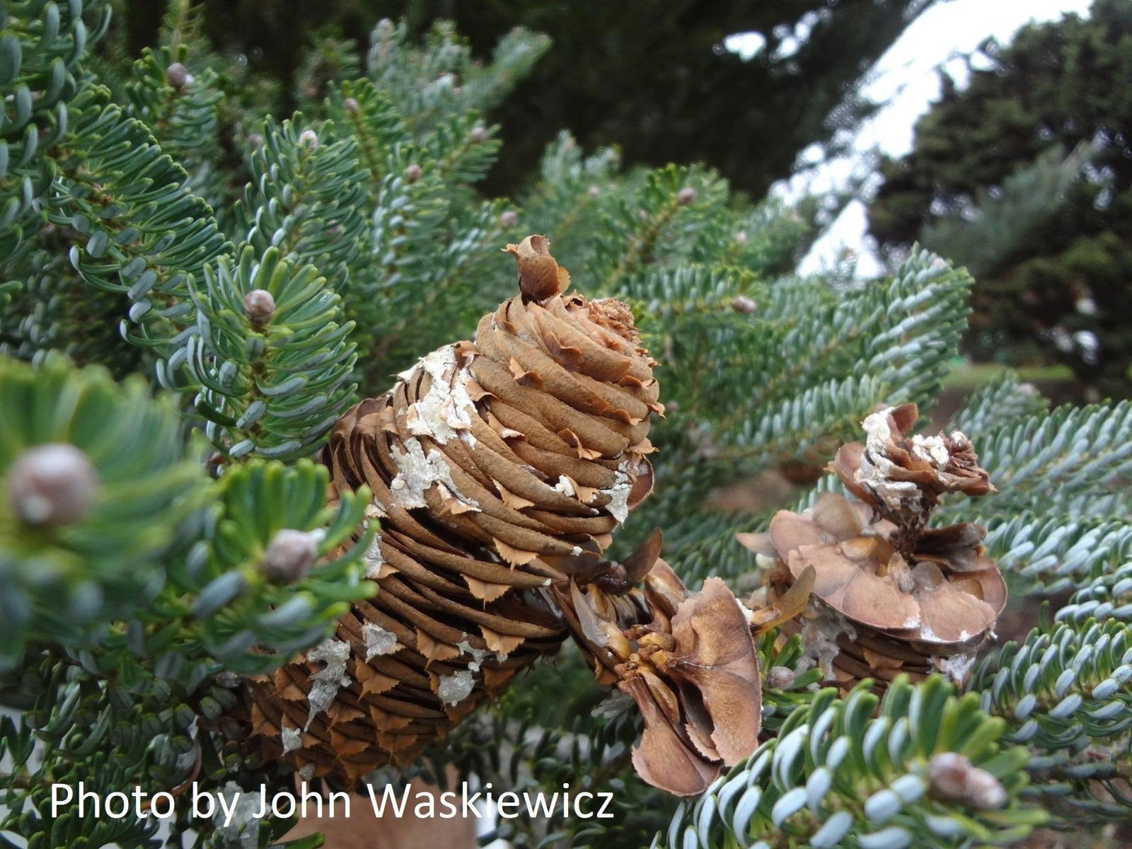 Abies koreana 'Horstmann's Silberlocke' Korean Fir - Image 11