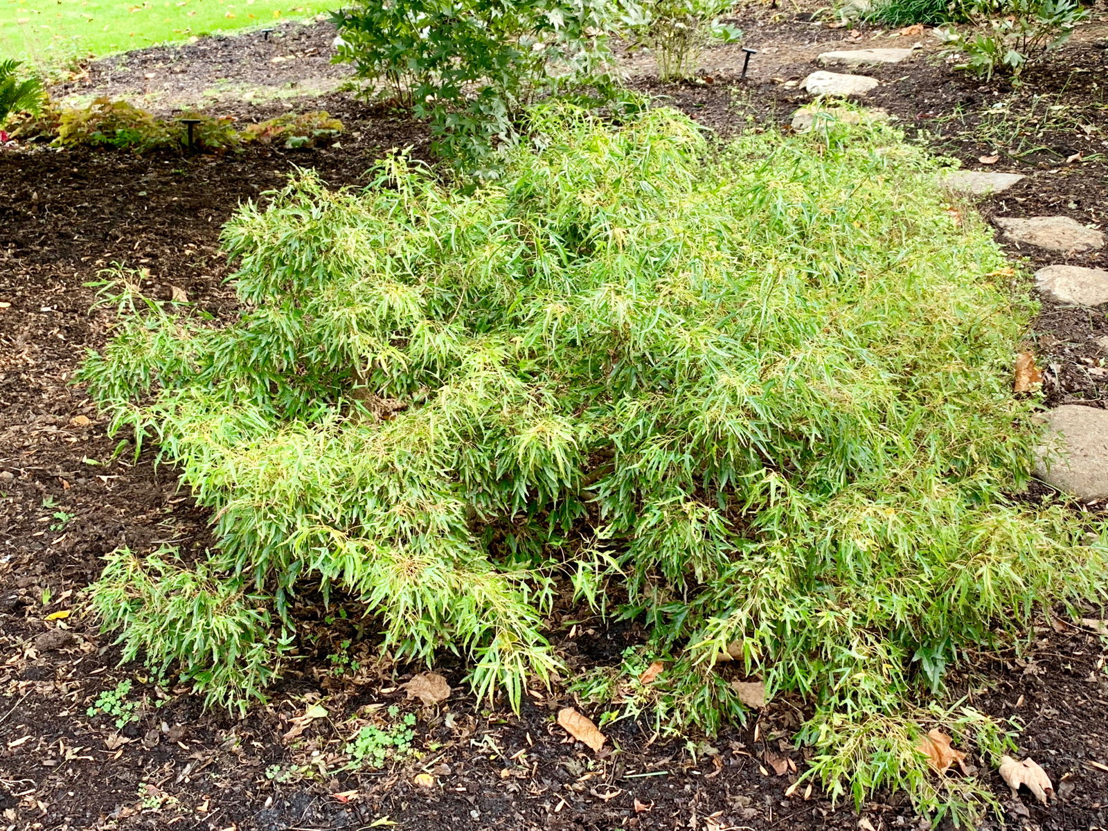 Acer buergerianum 'Mino yatsubusa' Dwarf Trident Maple - Image 5