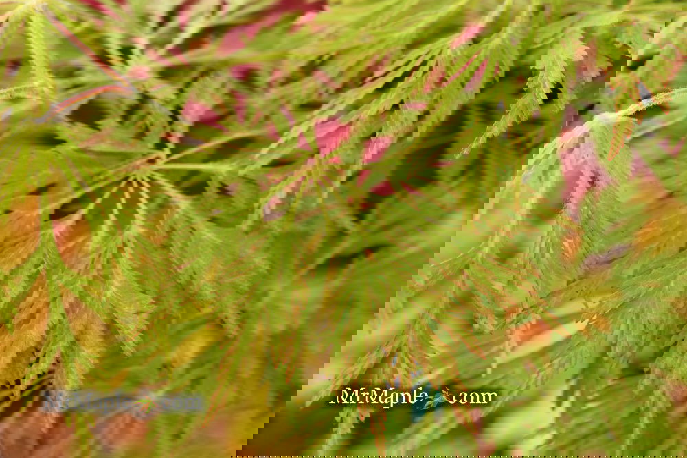 Acer japonicum 'Abby’s Weeping' Dwarf Full Moon Japanese Maple - Image 14