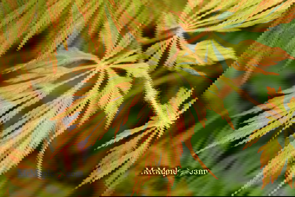 Acer japonicum 'Abby’s Weeping' Dwarf Full Moon Japanese Maple - Image 22
