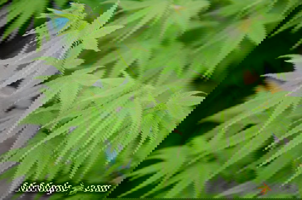 Acer palmatum 'Aoyagi' Green Bark Japanese Maple