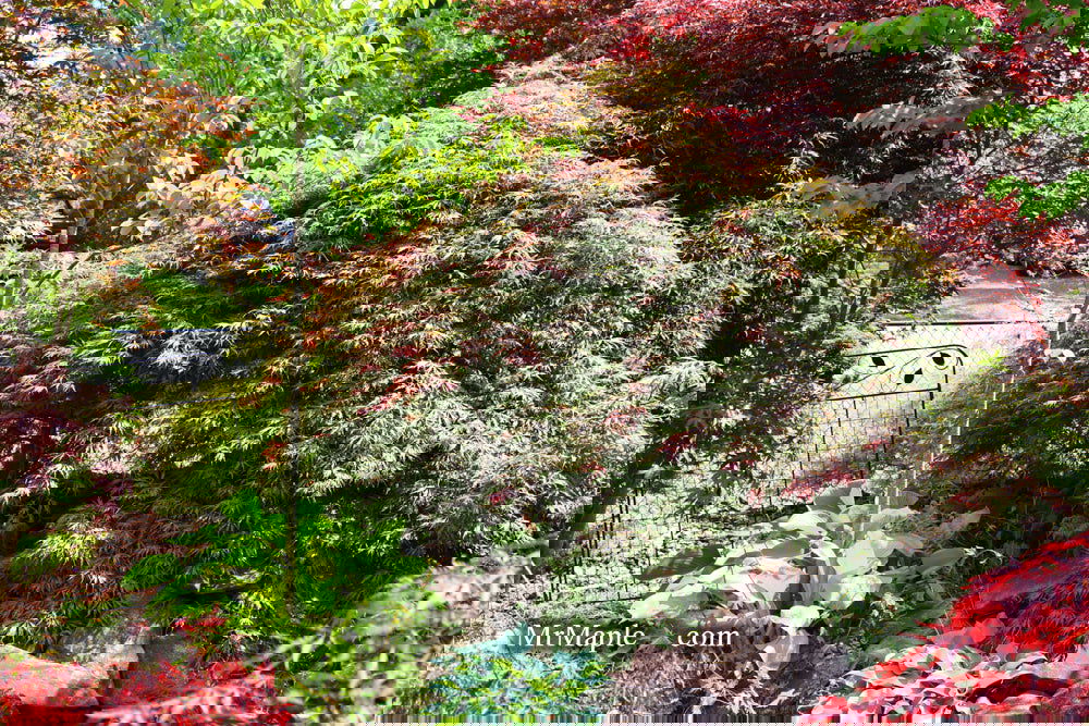 Acer palmatum 'Baby Lace Lexington' Laceleaf Japanese Maple
