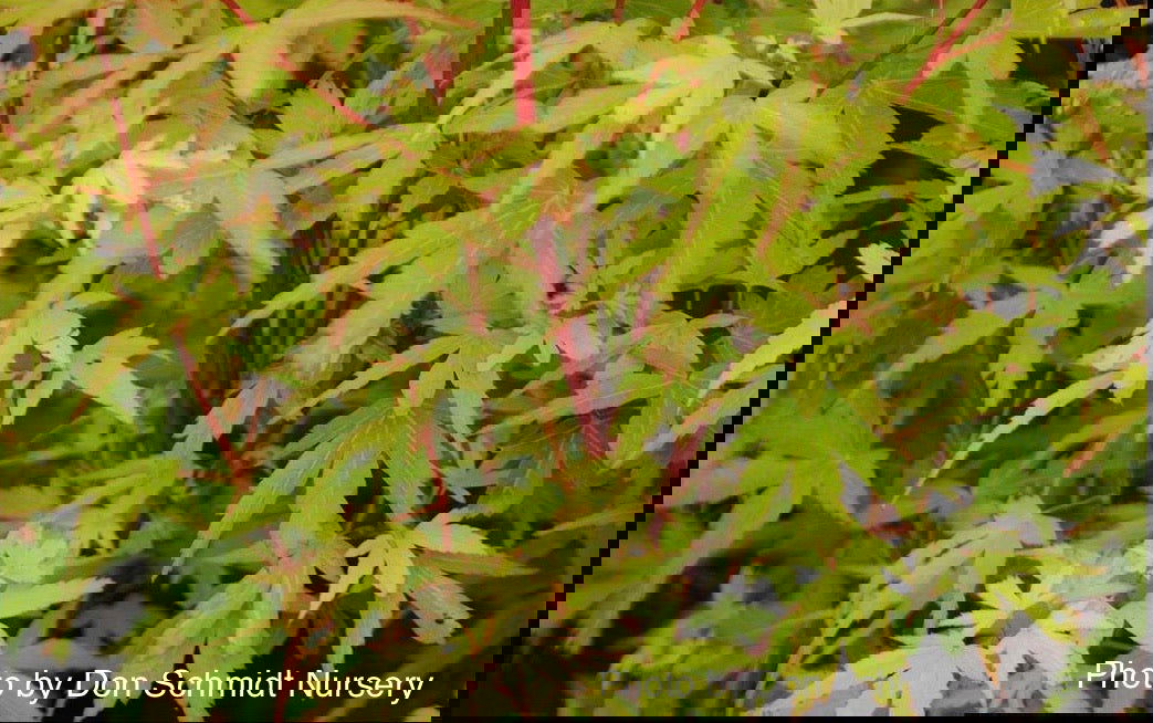 Acer palmatum 'Corvallis Broom' Dwarf Coral Bark Japanese Maple