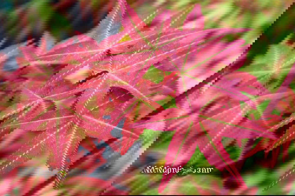Acer palmatum 'Kawahara Rose' Japanese Maple - Image 25