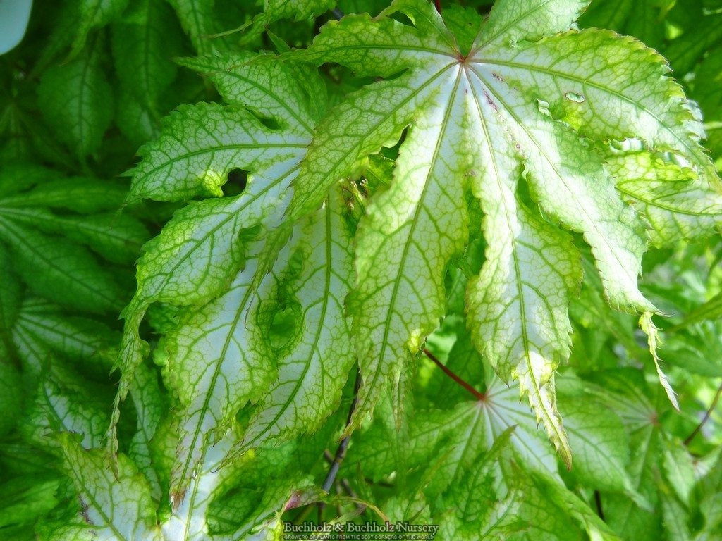Acer palmatum 'Miss Maple' Japanese Maple - Image 7