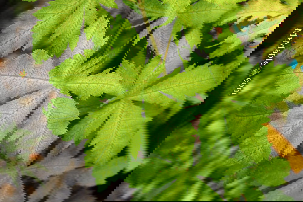 Acer palmatum 'Miss Maple' Japanese Maple - Image 23