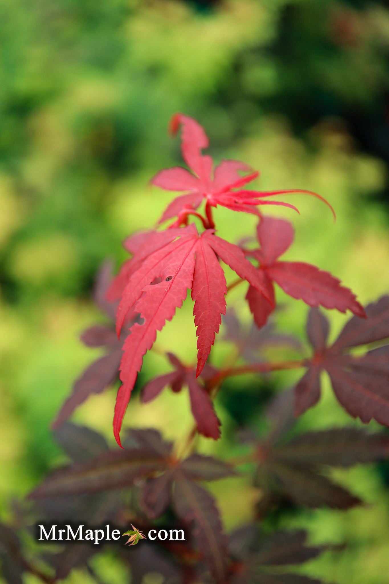 Acer palmatum 'Winter’s Columnar Red' Japanese Maple - Image 19
