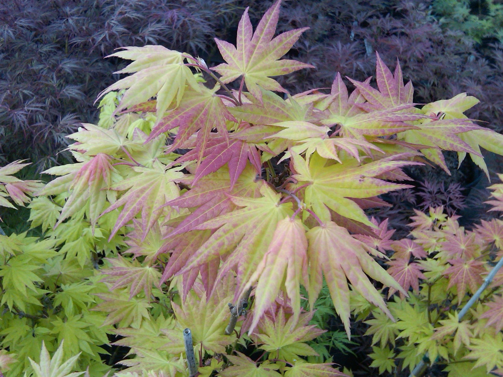 Acer shirasawanum 'Autumn Moon' Full Moon Japanese Maple - Image 16