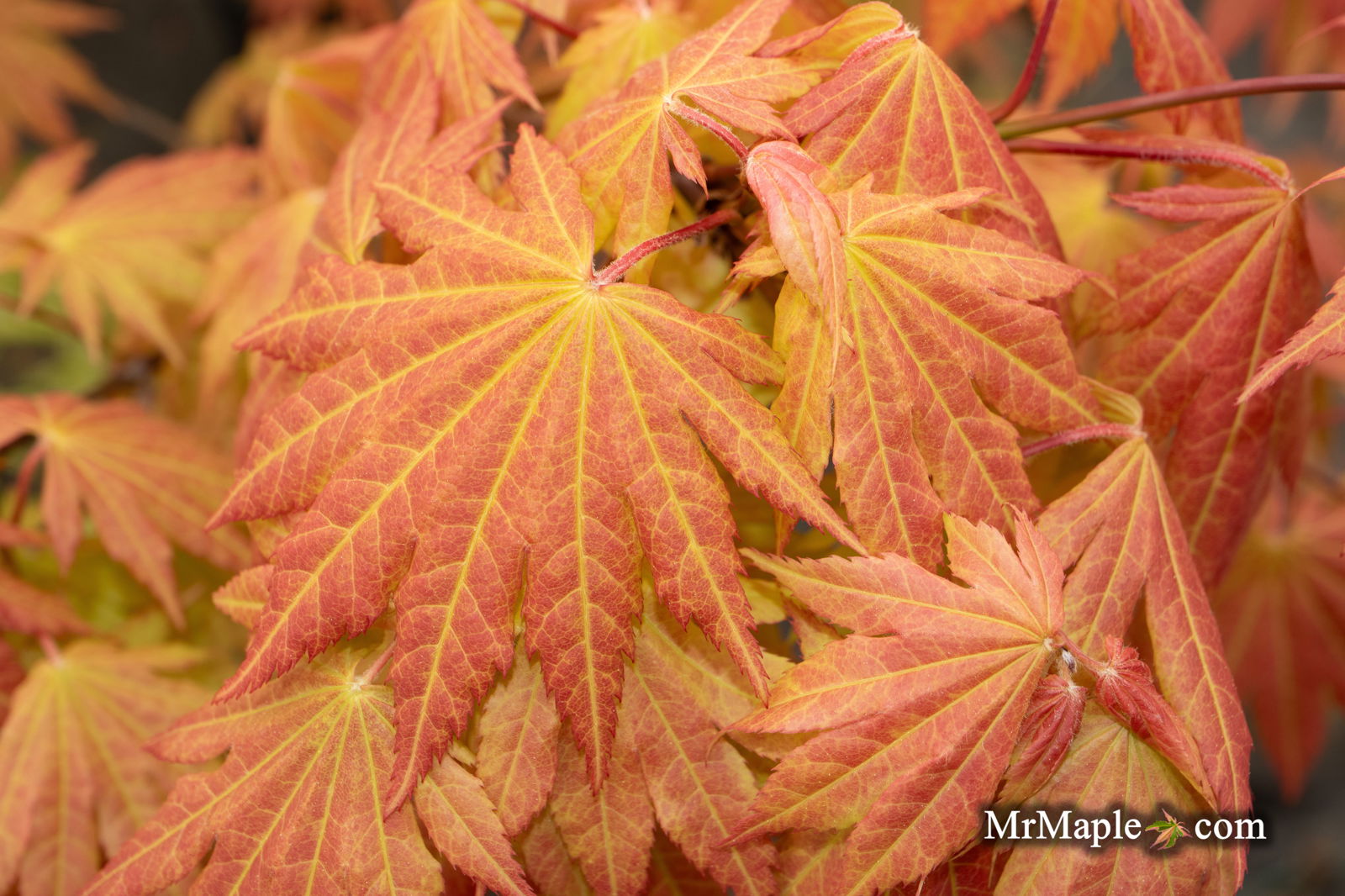 Acer shirasawanum 'Autumn Moon' Full Moon Japanese Maple - Image 33