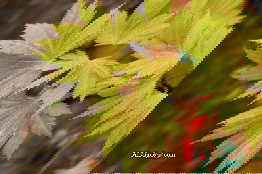 Acer shirasawanum ‘Bashful' Dwarf Full Moon Japanese Maple - Image 12