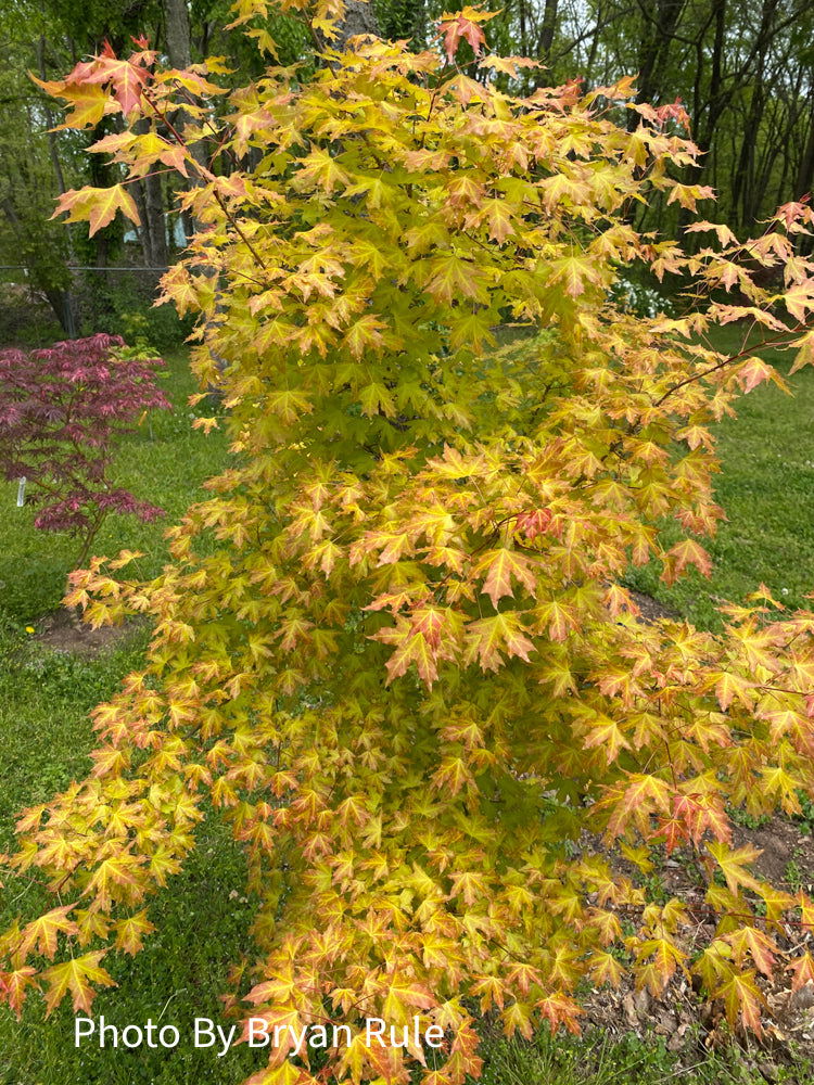 Acer truncatum 'Super Dragon' Shantung Maple - Image 42