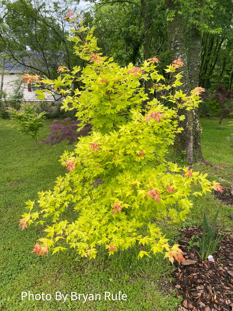 Acer truncatum 'Super Dragon' Shantung Maple - Image 45