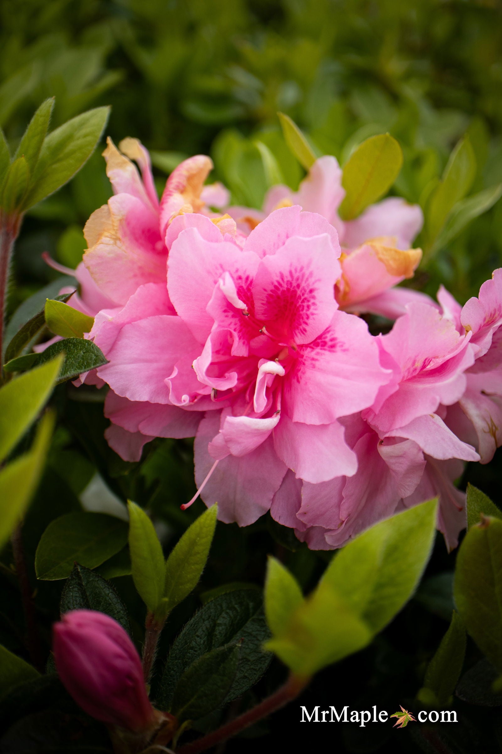 Azalea 'Autumn Carnation'® Encore Azalea