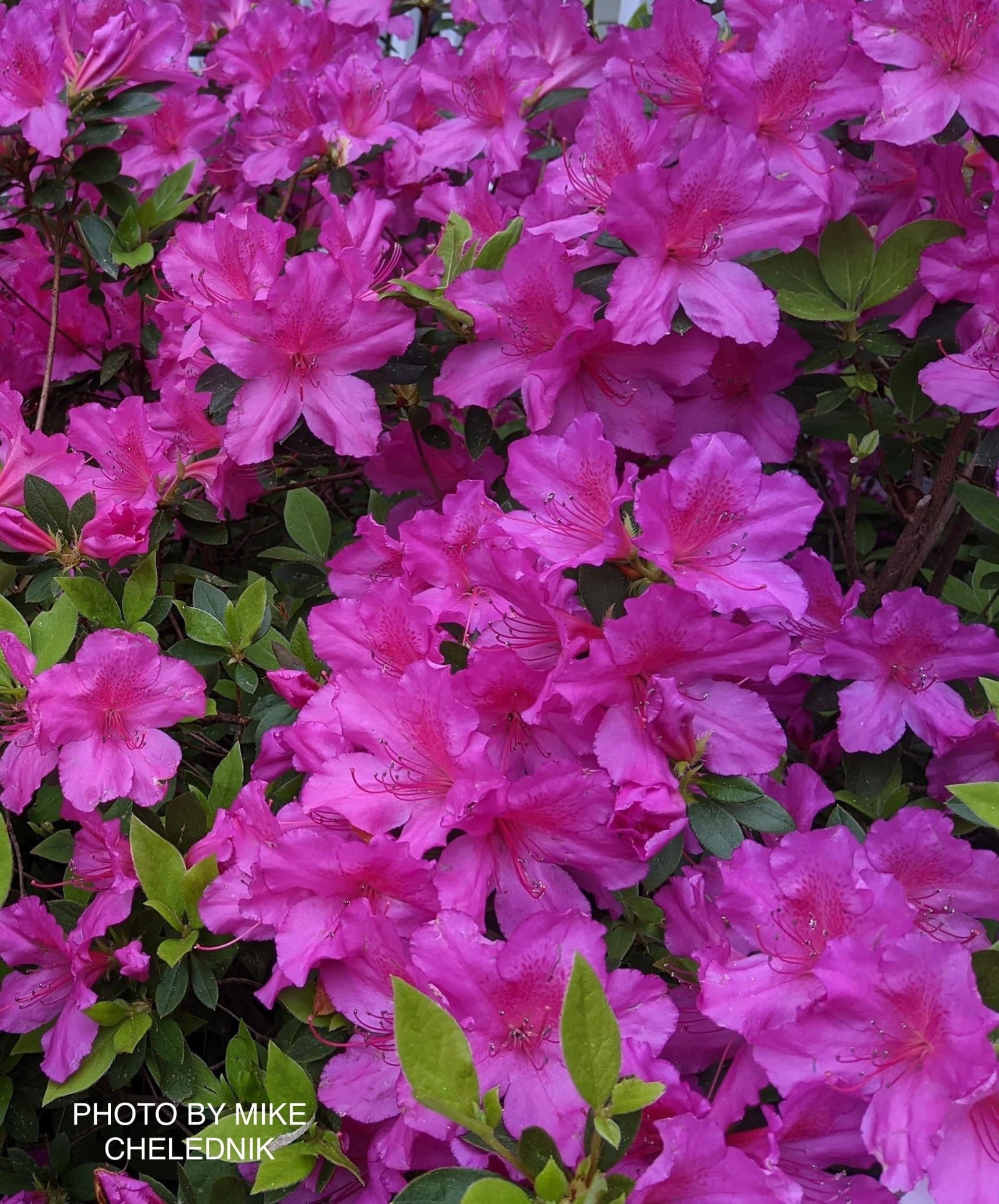 Azalea 'Formosa Dwarf' Purple Evergreen Azalea Southern Indica