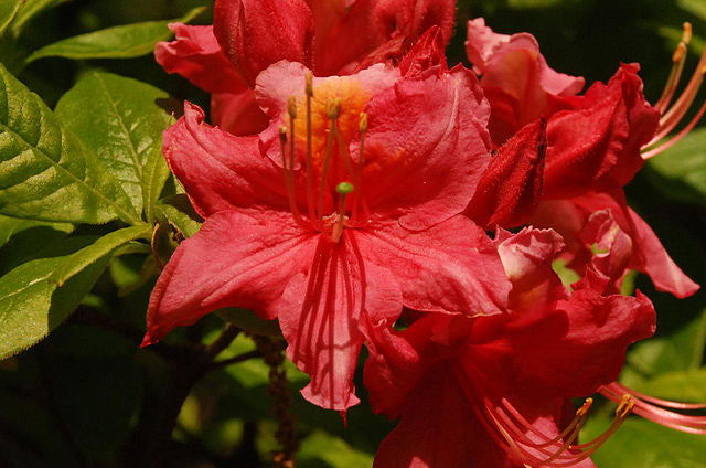 Azalea 'Pat’s Pink’ Pink Auburn Deciduous Azalea