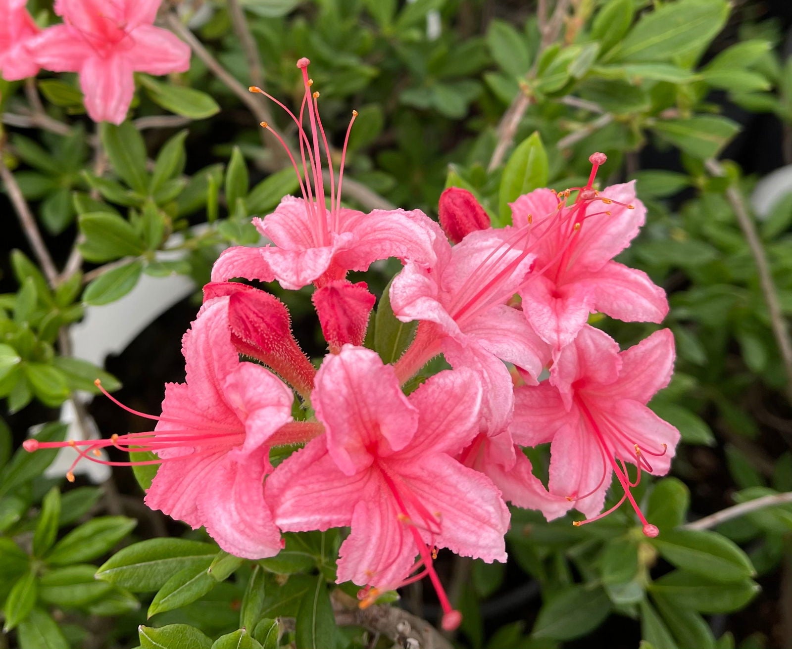 Azalea 'Weston’s Lollipop’ Pink Flowers Deciduous Azalea