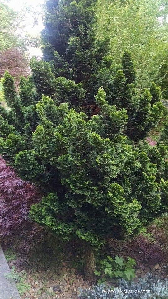Chamaecyparis obtusa 'Nana gracilis' Dwarf Hinoki Cypress