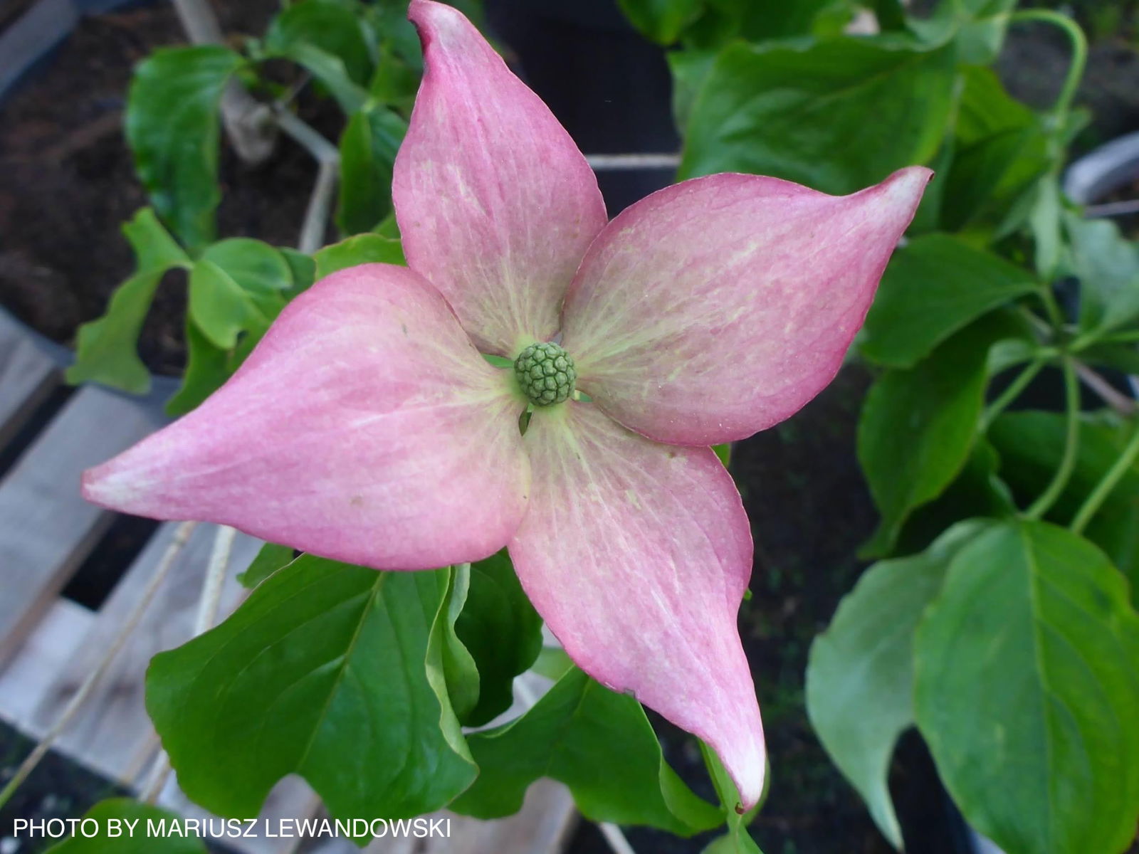 Cornus kousa 'KN144-2' Rosy Teacups® Pink Flowering Chinese Dogwood - Image 5