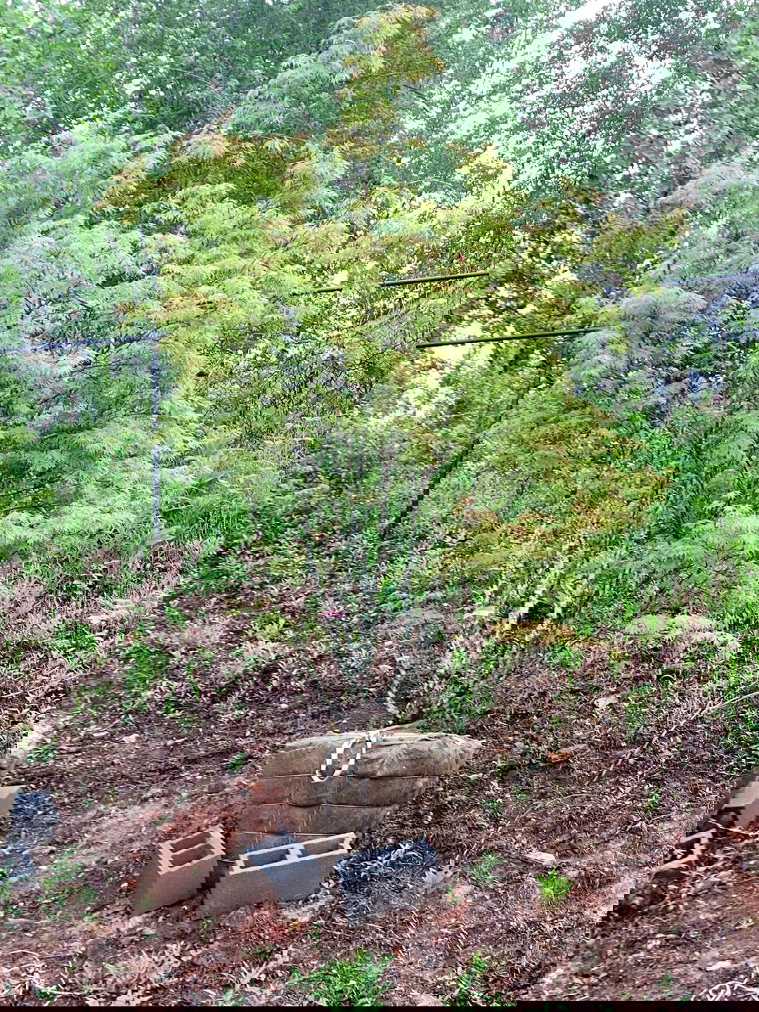 FOR PICKUP ONLY | Acer palmatum 'Fascination' Japanese Maple | DOES NOT SHIP