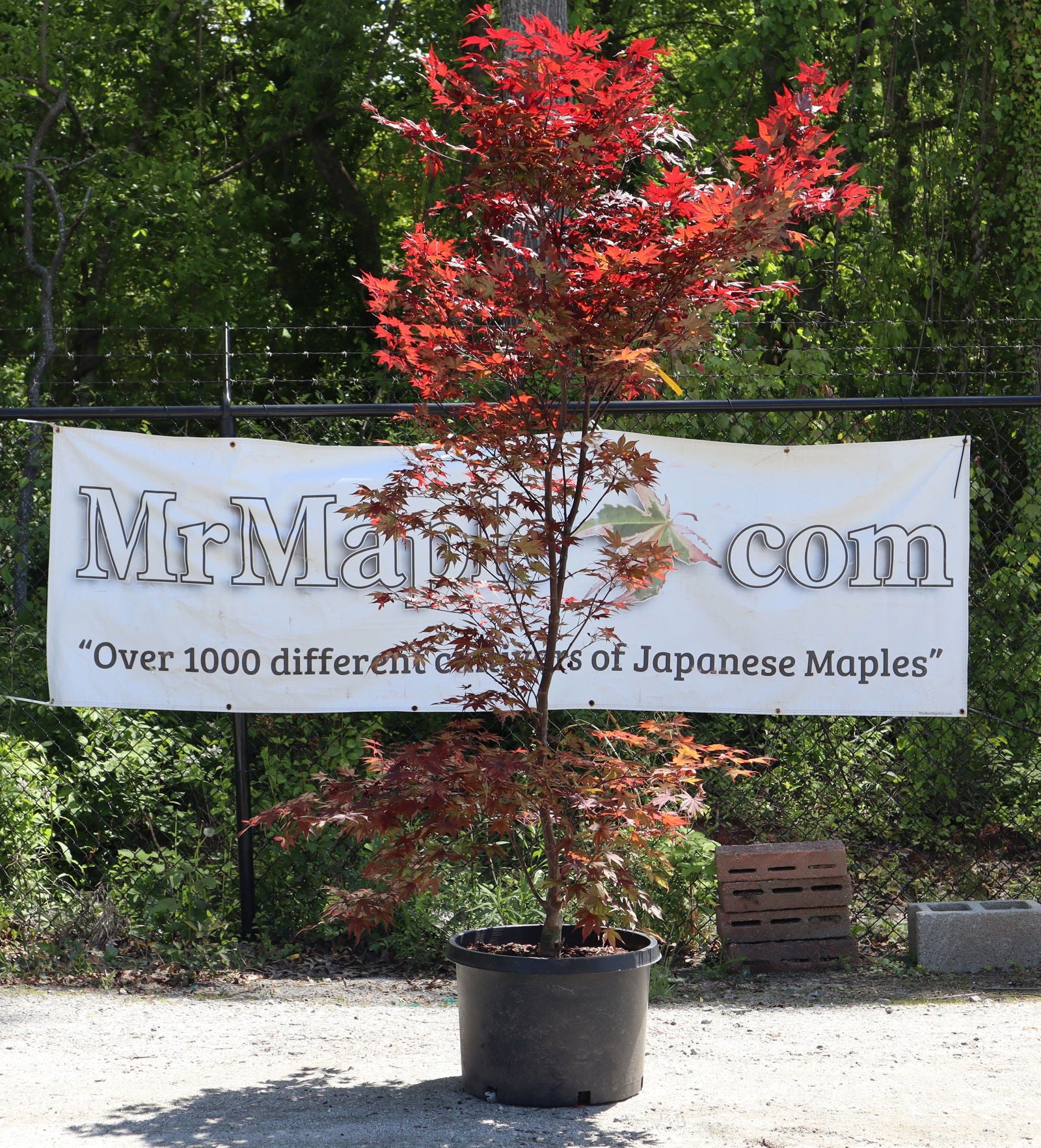FOR PICKUP ONLY | Acer palmatum 'Hefner's Red' Japanese Maple | DOES NOT SHIP