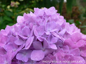 Hydrangea macrophylla 'Penny Mac’ Hydrangea Nav Image 6