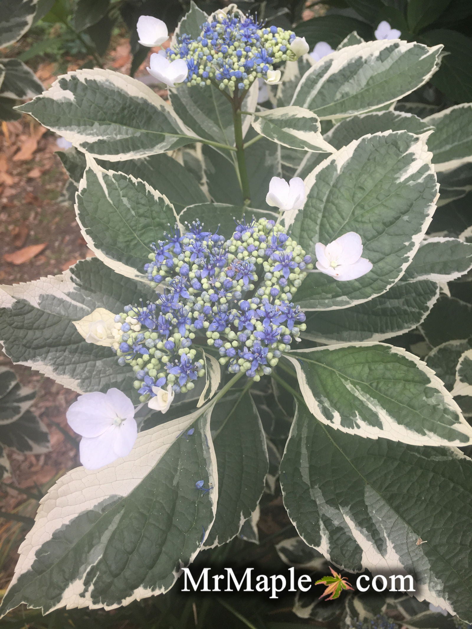 Hydrangea macrophylla 'Variegata' Variegated Lacecap Hydrangea