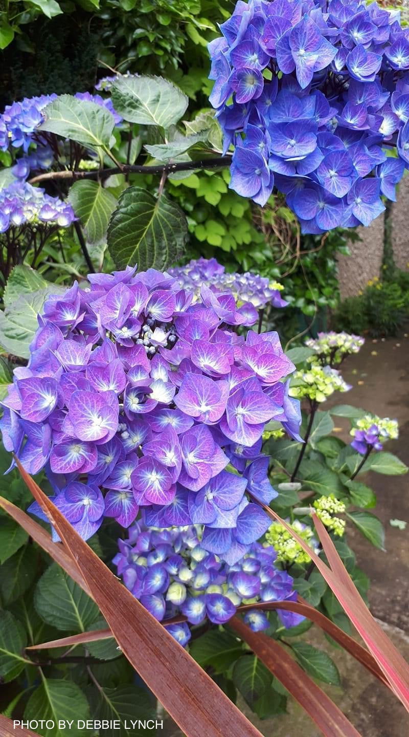 Hydrangea macrophylla ‘Zorro’ Black Stem Hydrangea