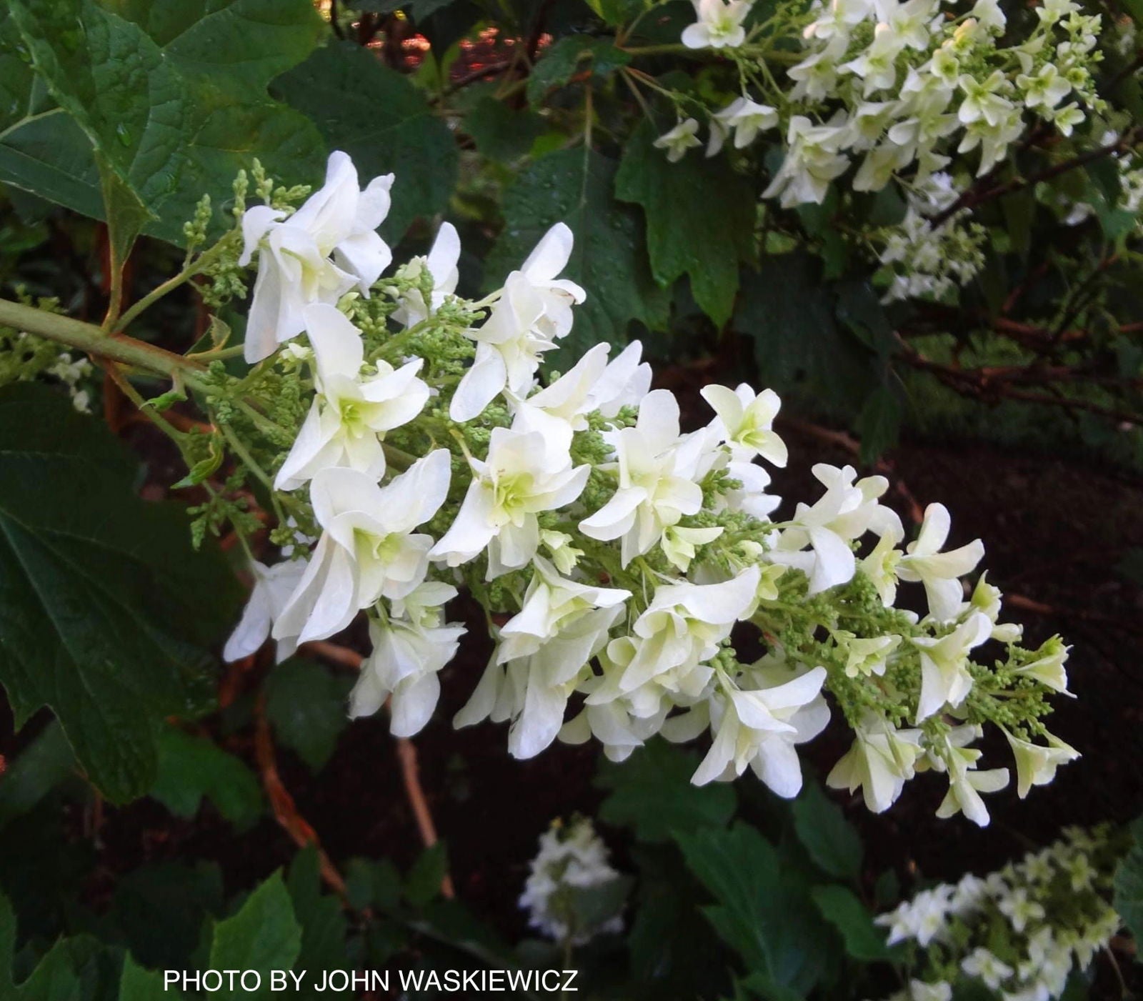 Hydrangea quercifolia 'Snowflake' Oakleaf Hydrangea