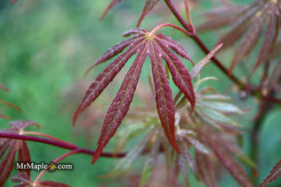 Acer shirasawanum 'Royalty' Red Full Moon Japanese Maple Nav Image 61