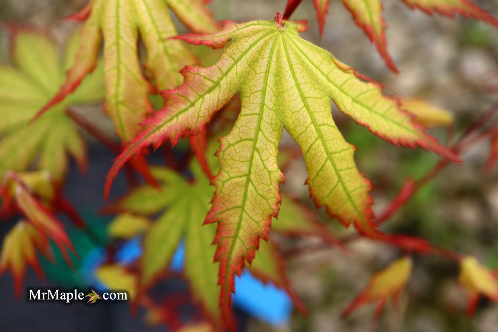 Acer palmatum 'Firefly' Japanese Maple - Image 113