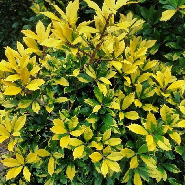 Ilex attenuata 'Sunny Foster' Golden Variegated Holly