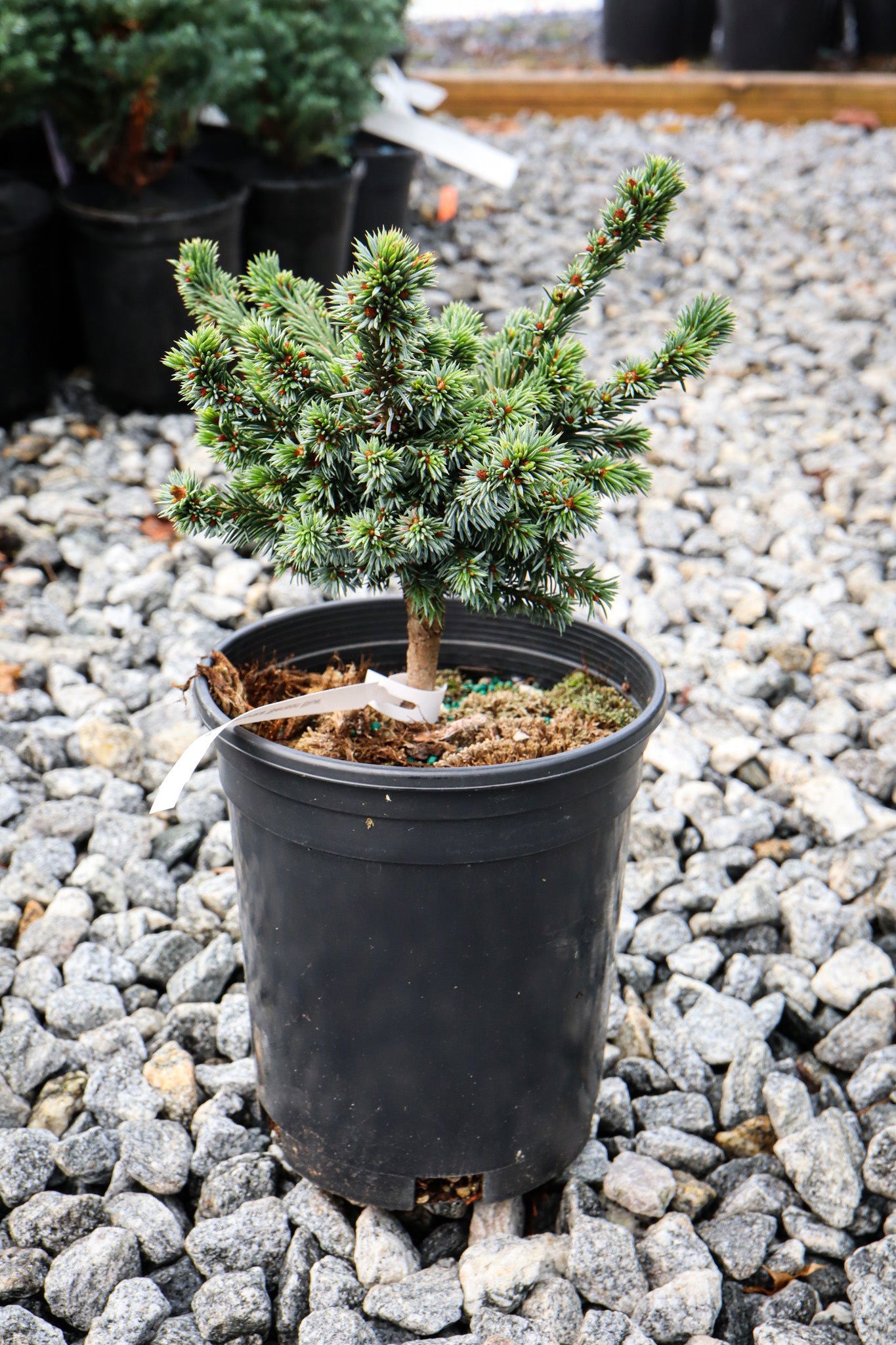 Picea omorika 'Benson Blue' Dwarf Serbian Spruce