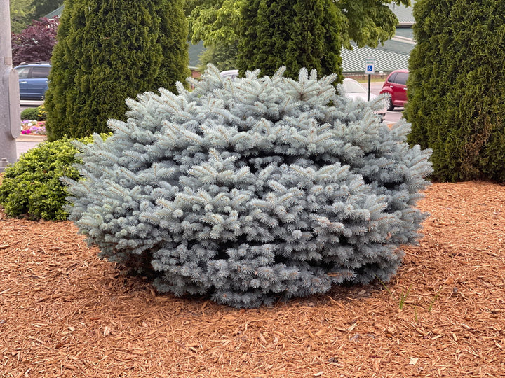 Picea pungens ‘Globosa' Dwarf Colorado Blue Spruce Image 1