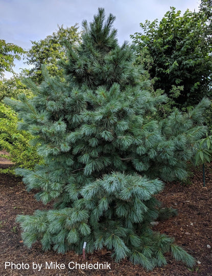 Pinus strobus x ‘Domingo' Hybrid White Pine Tree Image 1