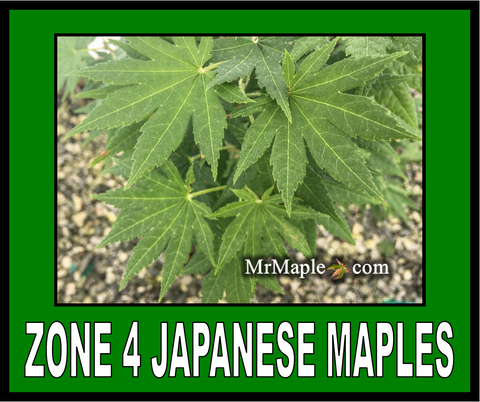 Buy Zone 4 Japanese Maples