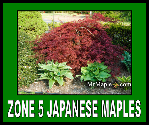 Buy Zone 5 Japanese Maples