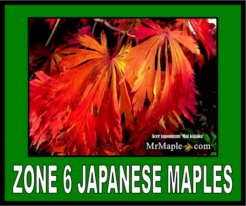 Buy Zone 6 Japanese Maples