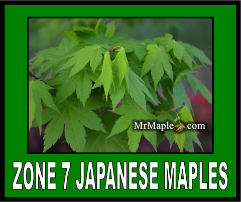 Buy Zone 8 Japanese Maples