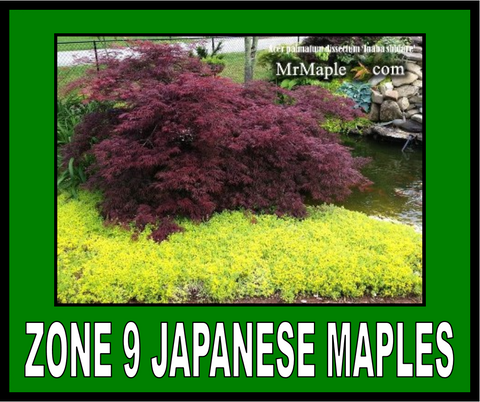 Buy Zone 9 Japanese Maples