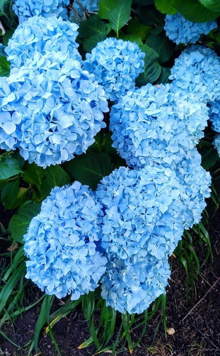 Image of Hydrangea macrophylla nikko blue image 1