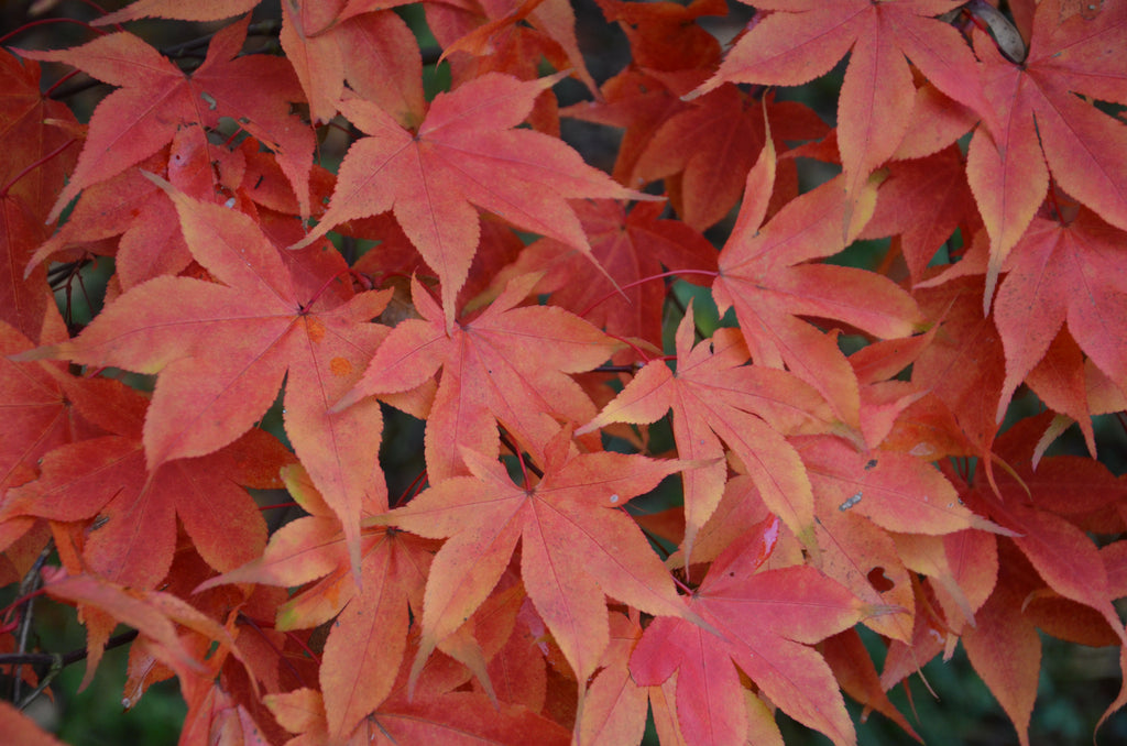 Buy Acer Palmatum Osakazuki Japanese Maple Mr Maple │ Buy Japanese