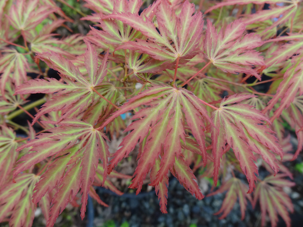 Buy Acer Palmatum Jeddeloh Orange Weeping Japanese Maple Mr Maple 